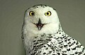 DSC_5157 snowy owl.jpg