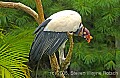 DSC_5199 king vulture.jpg