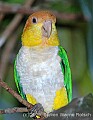 DSC_7009 White-belllied Caique.jpg