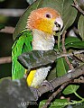 DSC_7011 White-belllied Caique.jpg