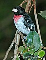 DSC_7012 rose-breasted grosbeak.jpg