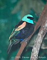 DSC_7025 Blue-necked Tanager.jpg