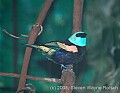 DSC_7027 Blue-necked Tanager.jpg