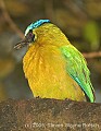 DSC_9878 Blue-crowned Motmot.jpg