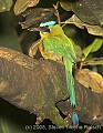 DSC_9884 Blue-crowned Motmot.jpg