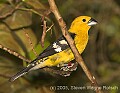 DSC_9893 Golden-bellied Grosbeak.jpg