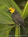 DSC_9912 Yellow-hooded Blackbird.jpg