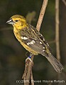 DSC_9918 Golden-bellied Grosbeak.jpg