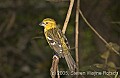 DSC_9922 Golden-bellied Grosbeak.jpg