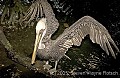 DSC_9924 brown pelican.jpg