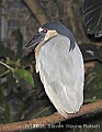 DSC_9938 Boat-billed Heron.jpg