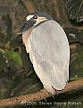 DSC_9939 Boat-billed Heron.jpg