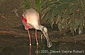 DSC_9949 roseate spoonbill.jpg