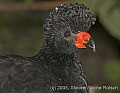 DSC_9952 Wattled Curassow.jpg