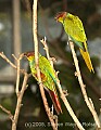 DSC_9960 Blue-throated Conure.jpg