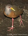 DSC_9967 Grey-necked Wood Rail.jpg