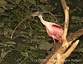 DSC_9968 roseate spoonbill.jpg