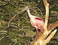 DSC_9969 roseate spoonbill.jpg