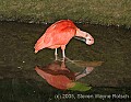 DSC_9970 Scarlet Ibis.jpg