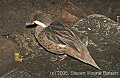 DSC_9971 Bahama Pintail.jpg