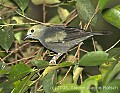 DSC_9972 Palm Tanager (female).jpg