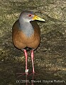 DSC_9993 Grey-necked Wood Rail.jpg