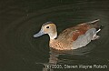 DSC_9996 Ringed Teal .jpg