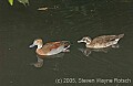 DSC_9998 Ringed Teal (male and female).jpg