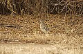 DSC_2914 roadrunner.jpg