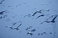 DSC_2975 snow geese fuzzy.jpg