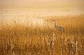 DSC_3138 sandhill crane in fog.jpg