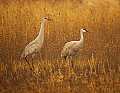 DSC_3148 sandhill cranes in fog.jpg