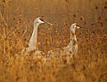 DSC_3157 sandhill cranes in fog.jpg