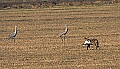 DSC_3456 coyote with snow goose.jpg