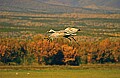 DSC_3645 sandhill crane in flight.jpg