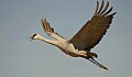 DSC_3692 sandhill crane flying.jpg