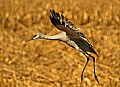 DSC_3706 sandhill crane landing.jpg