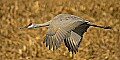 DSC_3716 flying sandhill crane.jpg