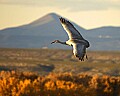 DSC_4094 sandhill crane flying.jpg