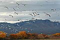 DSC_5101 snow geese.jpg