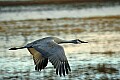 DSC_5206 flying sandhill crane.jpg