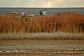 DSC_5212 sandhill cranes in flight.jpg