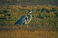 DSC_5218 great blue heron.jpg