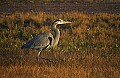 DSC_5219 great blue heron.jpg