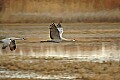 DSC_5225 sandhill cranes in flight.jpg