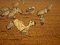 DSC_5276 sandhil crane landing in fog.jpg