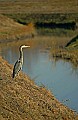 DSC_5396 great blue heron, creek color-corrected.jpg