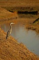 DSC_5396 great blue heron, creek.jpg