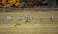 DSC_5438 three coyotes and sandhill cranes.jpg