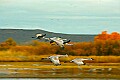 DSC_5487 sandhill cranes.jpg